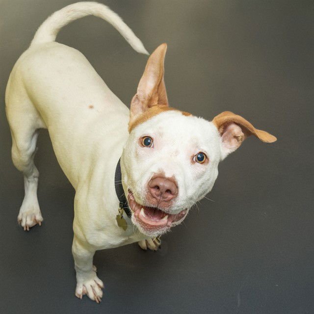 CHICK PEA - Pit Bull Terrier available for adoption