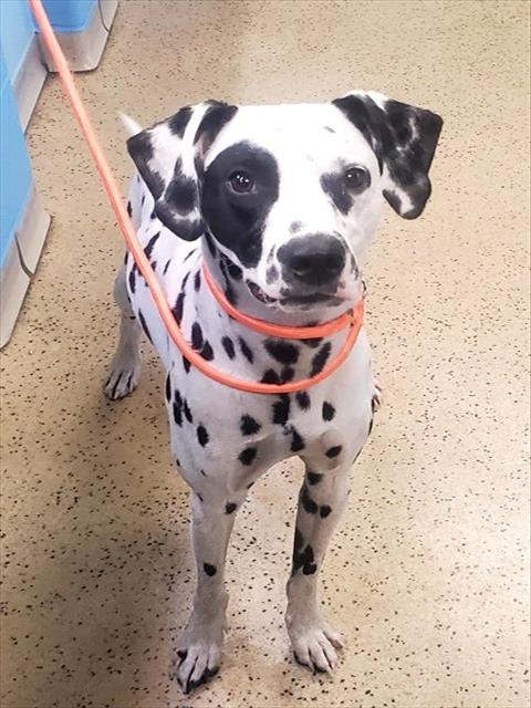 APOLLO - Dalmatian available for adoption