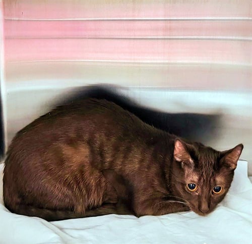 BROWNIE - Domestic Short Hair for adoption in St. Louis