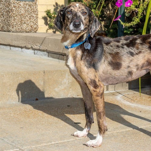 BABS - Australian Cattle Dog/Blue Heeler / Beagle available for adoption