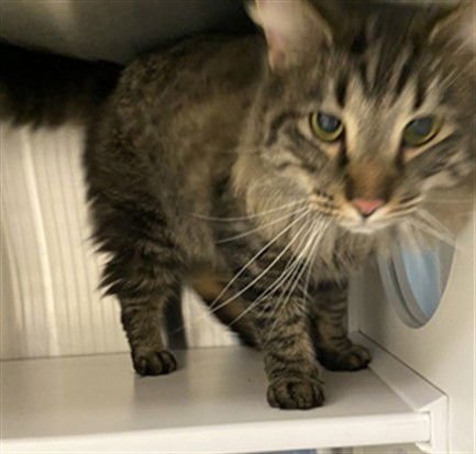 ASH - Domestic Long Hair available for adoption