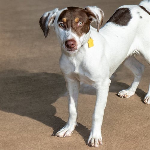 WILEY - Labrador Retriever for adoption in St. Louis
