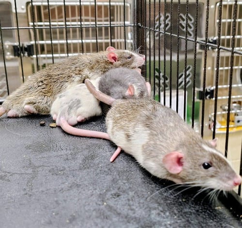 FREDERICK - Rat available for adoption