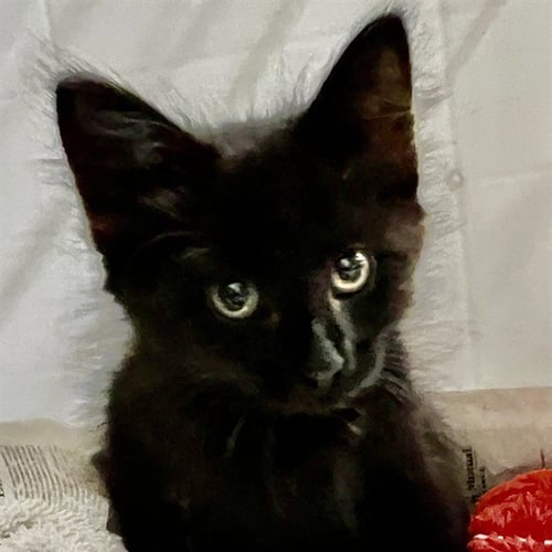 CHEETAH - Domestic Medium Hair available for adoption