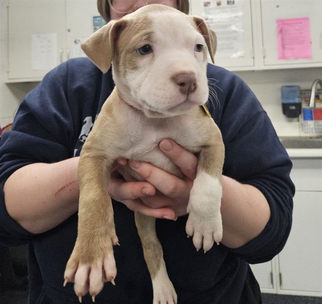 RUSH - Pit Bull Terrier available for adoption