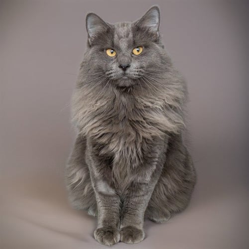 CALCIFER - Domestic Long Hair available for adoption