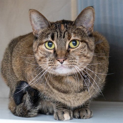 BIRDI - Domestic Short Hair available for adoption