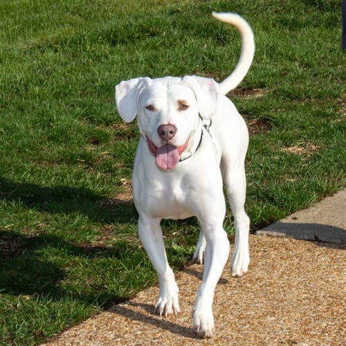 SAPPHIRE - Pit Bull Terrier / Basset Hound available for adoption