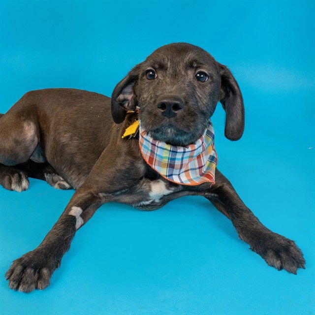 BLACKBERRY - Labrador Retriever / Giant Schnauzer available for adoption