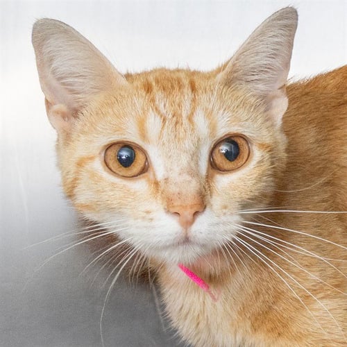 CHEESE - Domestic Short Hair available for adoption