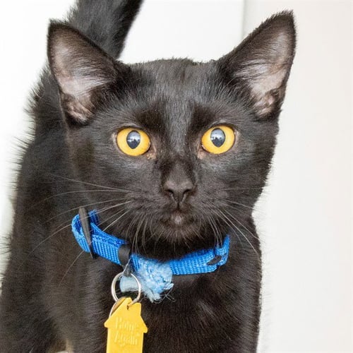 AYE AYE - Domestic Short Hair available for adoption
