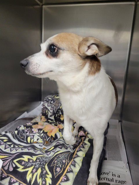 CANDY CANE - Chihuahua available for adoption