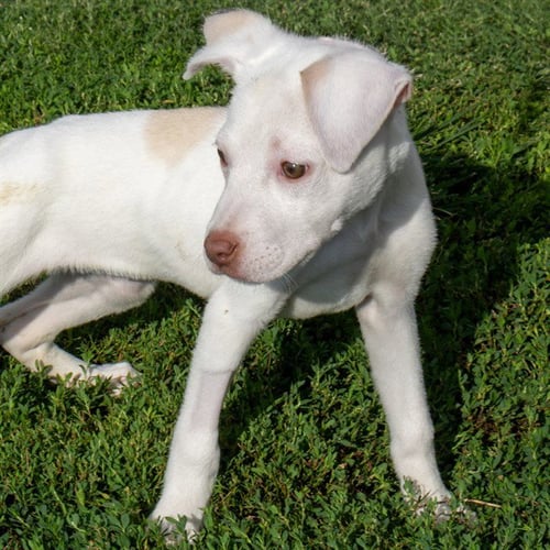 BEAKER - Pit Bull Terrier available for adoption