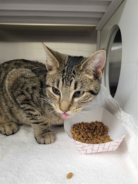 CUPID - Domestic Short Hair available for adoption