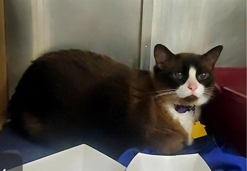 WILEY - Snowshoe available for adoption