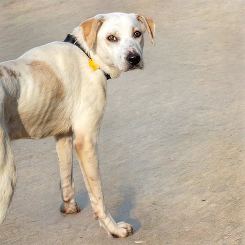 DASANI - Labrador Retriever available for adoption