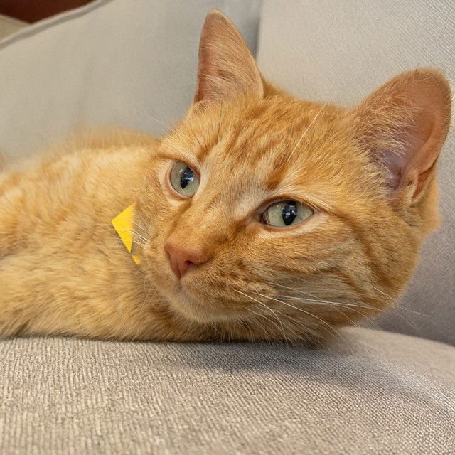 BUDDY - Domestic Short Hair available for adoption