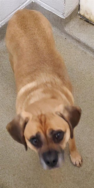 KASH - Pug / Beagle available for adoption