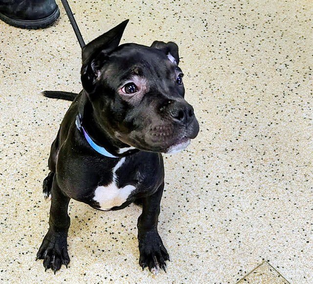 PINBALL - Pit Bull Terrier available for adoption