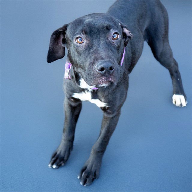 FUEGO - Labrador Retriever available for adoption