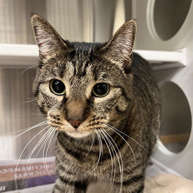 STAR - Domestic Short Hair available for adoption