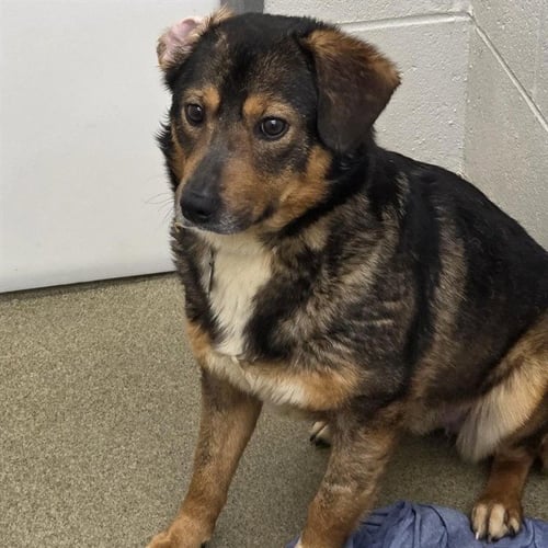 SAMMIE - German Shepherd Dog available for adoption