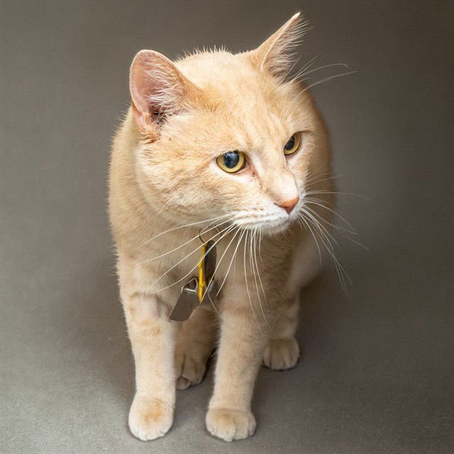 HEMMINGWAY - Domestic Short Hair available for adoption