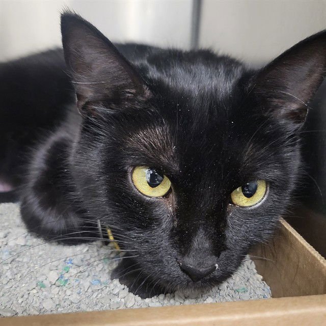 TINKERBELLE - Domestic Short Hair available for adoption