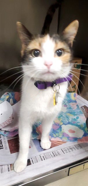 MISTY - Domestic Short Hair available for adoption