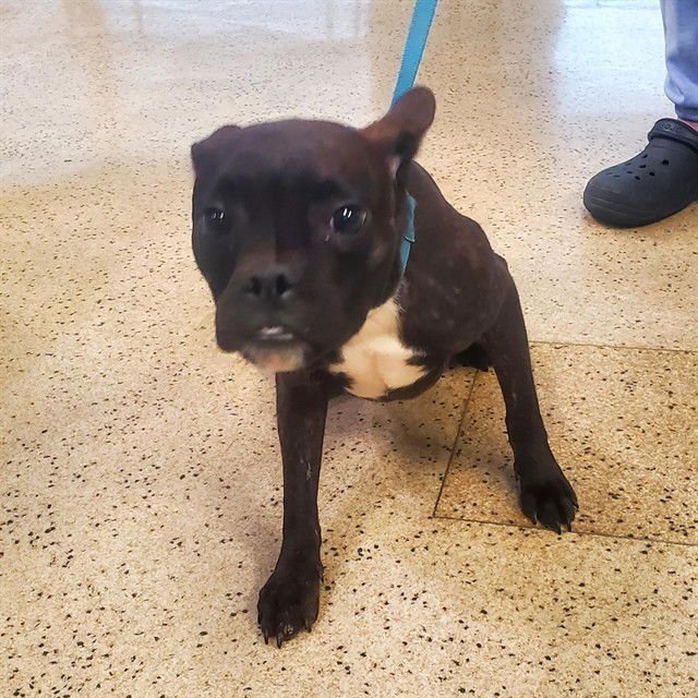 MACK - French Bulldog available for adoption