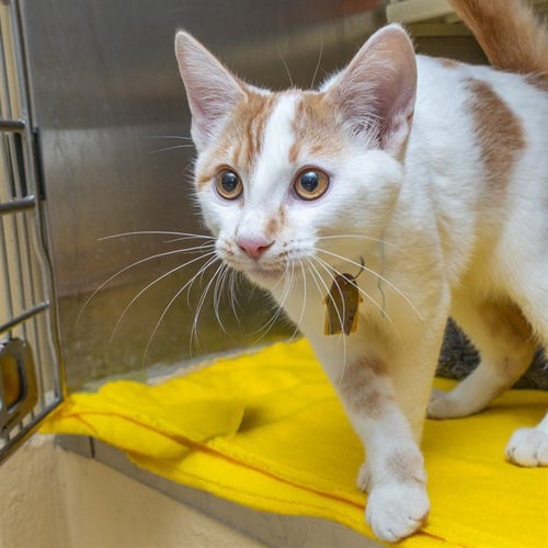 EDDIE - Domestic Short Hair available for adoption