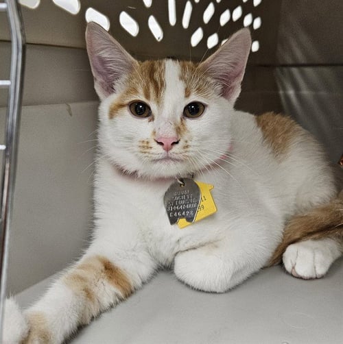 EDDIE - Domestic Short Hair available for adoption