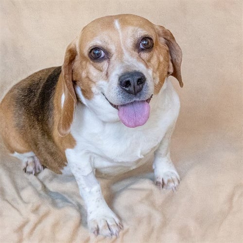 BUNNY - Beagle available for adoption