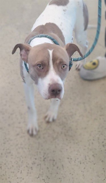 ROCKY - Pit Bull Terrier available for adoption