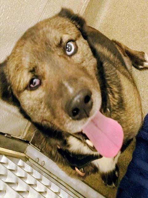 OREO - Siberian Husky available for adoption