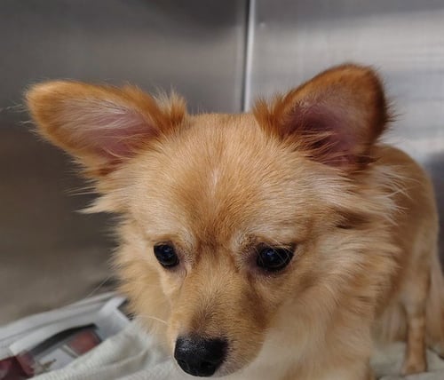 HENRY - Chihuahua available for adoption