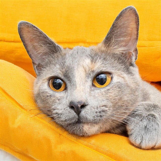 NALA - Domestic Short Hair available for adoption