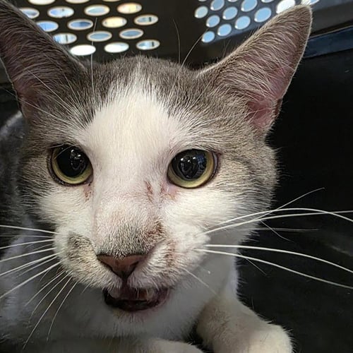 GOGO - Domestic Short Hair available for adoption
