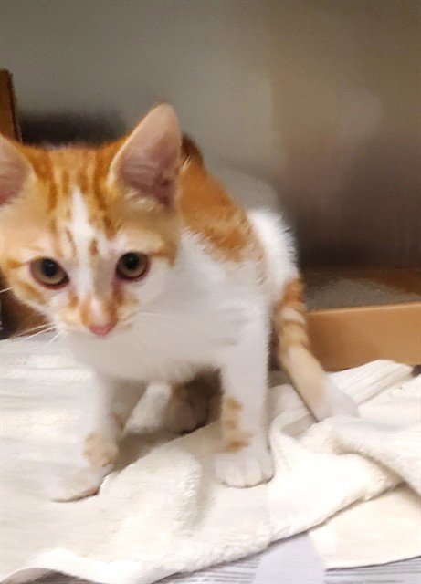 ELEPHANT - Domestic Short Hair available for adoption