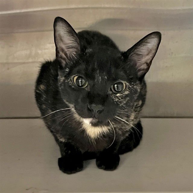 BELL - Domestic Short Hair available for adoption