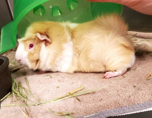 HOCUS - Guinea Pig available for adoption