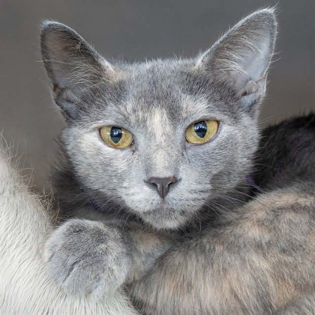 PERLA Image