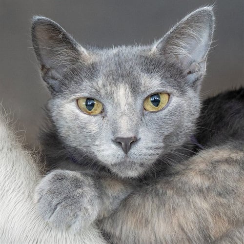PERLA - Domestic Short Hair available for adoption