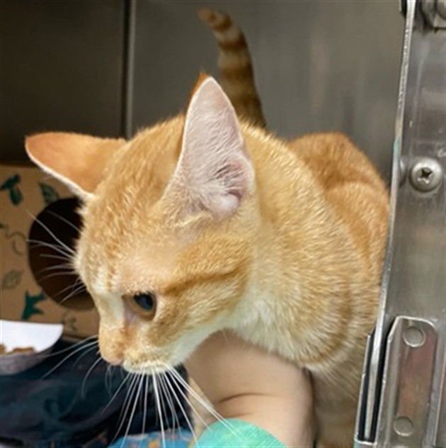 PENNY - Domestic Short Hair available for adoption