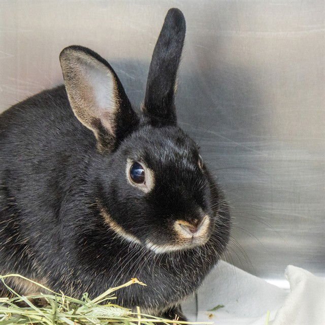 SNICKERS - Netherland Dwarf available for adoption