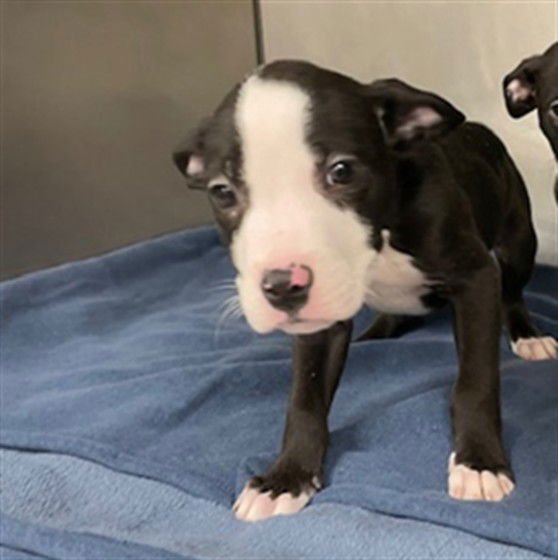 MARS - Pit Bull Terrier available for adoption