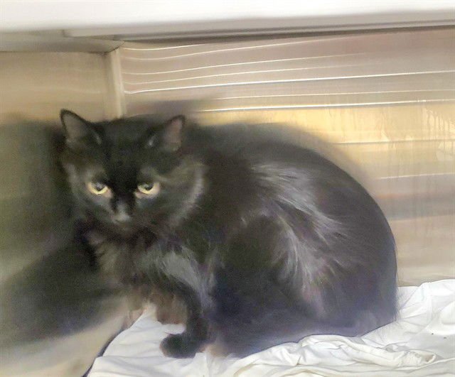 NANA - Domestic Long Hair available for adoption