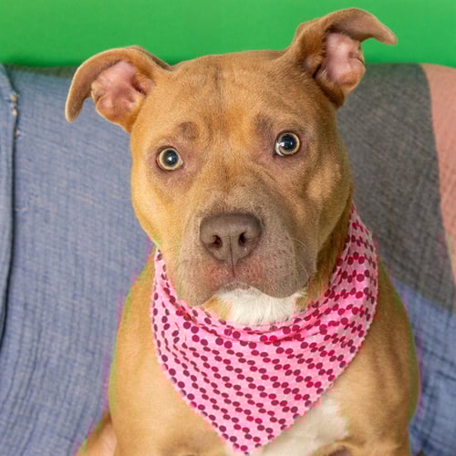 BLONDIE - Pit Bull Terrier available for adoption