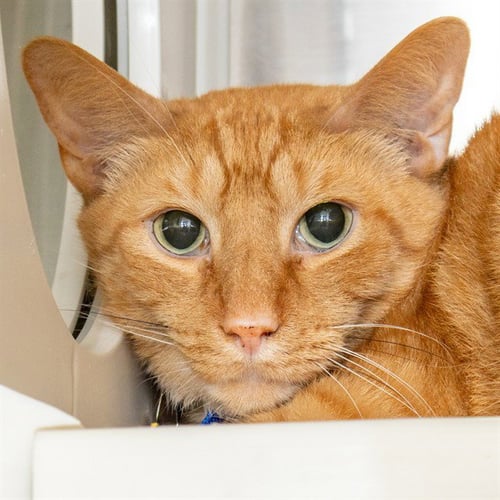THOMAS - Domestic Short Hair for adoption in St. Louis