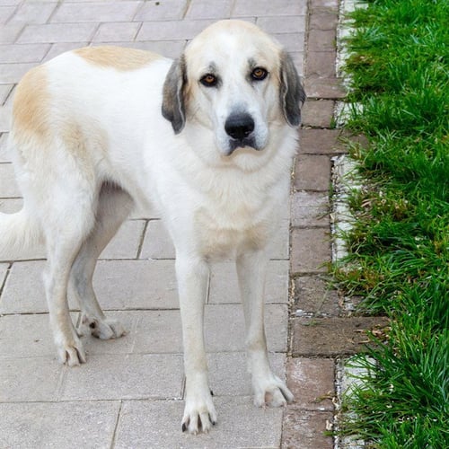 BEATRICE - Great Pyrenees available for adoption